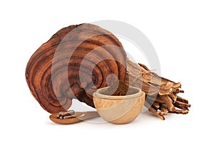 Reishi , lingzhi or Ganoderma lucidum mushroom isolated on white background with clipping path