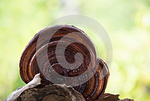 Reishi , lingzhi or Ganoderma lucidum mushroom on natural background