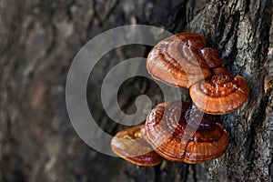 Reishi or lingzhi mushroom