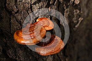 Reishi or lingzhi mushroom