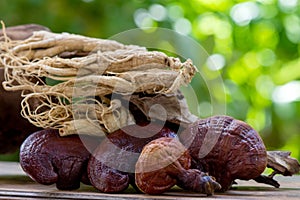 Reishi or lingzhi mushroom and ginseng on nature background