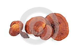 Reishi or lingzhi mushroom isolated on white background with clipping path
