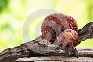 Reishi or lingzhi mushroom on natural background