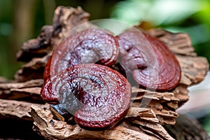 Reishi or lingzhi Mushroom on nature background