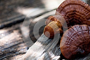 Reishi or lingzhi mushroom on nature background