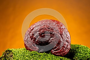 Reishi or lingzhi mushroom on orange background