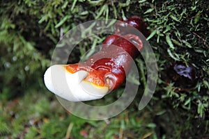 Reishi Mushroom in antler phase