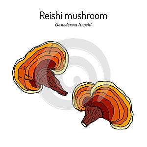 Reishi mushroom Ganoderma lucidum , superfood, medicinal plant
