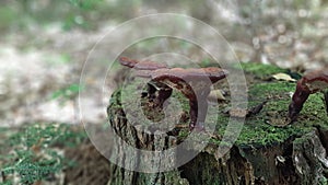 Reishi mushroom, ganoderma tsugae