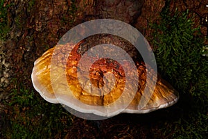 Reishi Mushroom (Ganoderma Tsugae) growing on Hemlock Tree.