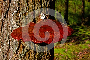 Reishi Mushroom growing on a hemlocktree