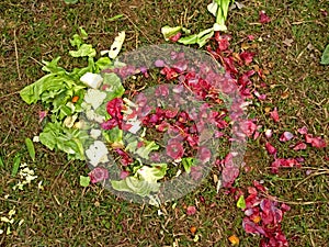 Rejected non edible cabbage leaves and dry onion husk skin thrown on ground during picnic in India