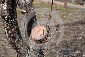 Rejuvenating pruning of old fruit tree - plum. Close up.