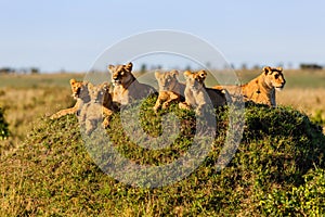 Rekero Lion Pride in Masai Mara