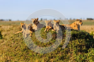 Rekero Lion Pride in Masai Mara photo