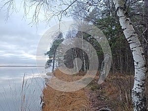 Rekyva forest and lake during cloudy autumn day photo