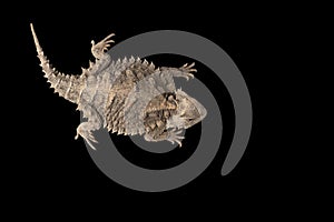 Related to Giant horned lizard isolated on black background photo