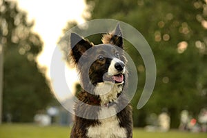 Joven energético el perro sobre el caminando. cachorros educación, intensamente capacitación de joven. en naturaleza 