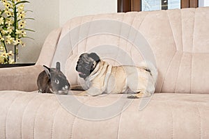 The relationship between a pug and a rabbit, friendship and love of pets.