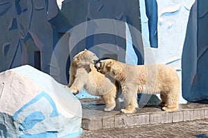 The relationship of two polar bears in a cage