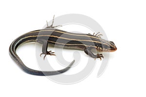 Relative of Japanese Five-lined Skink-Plestiodon sp. photo