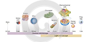 Sizes of cells drawn on a logarithmic scale, indicating the range of readily resolvable objects in the light and electron microsco