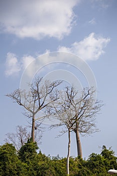 Relatively young baobab trees