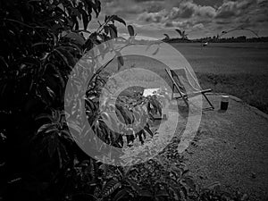 Relax corner in rice field green season. Scenic view of  agricultural landscape. Black & white photography.