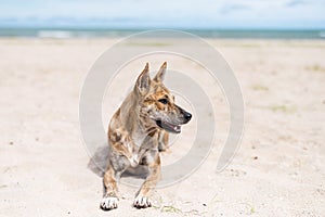 Relax dog on sand beach in summer