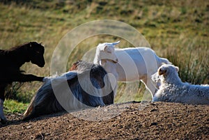 Relax in farm with animals