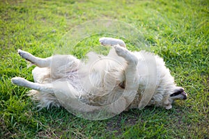 Relax golden retriver labrador