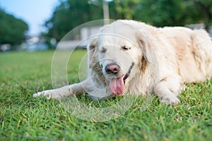 Relax golden retriver labrador