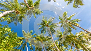 Relax nature, tropical vibes. Green palm tree against blue sky and white clouds. Tropical nature background