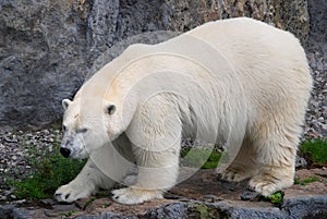 Relax polar bear 2