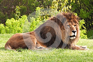 Resting lion on the green grass