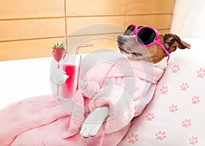 Relax spa wellness dog