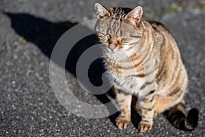 Relax Stripe brown cat sunbathing on the floor