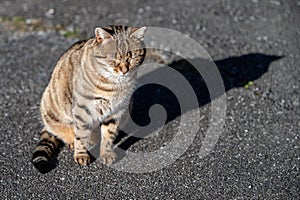 Relax Stripe brown cat sunbathing on the floor