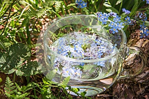Relax tea with an officinal grass of forget-me-not in a transparent cup on a wooden stub, in the moss-grown summer sunny day