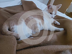Relax time of cat on the bed blanket