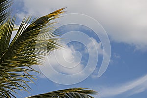 Relax watching a blue sky and leaves of palm tree in Isla Mujeres