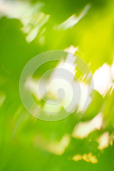 Relaxation abstract green bokeh background on sunshine background