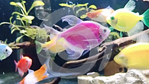 Relaxation Beautiful and colorful glofish fish in aquarium.
