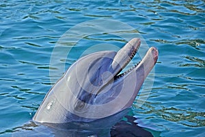 Relaxation dolphin emerged from the water and smile. Sunny day in the Dolphin Reef in Eilat, Red Sea in Israel