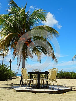 Relaxation, in the shade of palm trees by the ocean