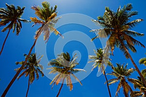 Relaxation under coconut palms in tropics