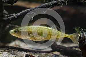 Adult ninespine stickleback, tiny wild speices show natural behaviour relaxing in driftwood on sand bottom of temperate biotope