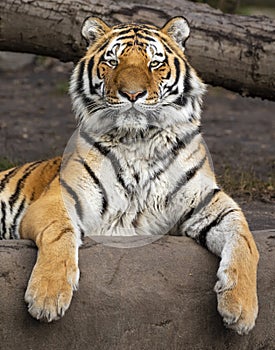 Relaxed adult Siberian tiger Panthera tigris altaica