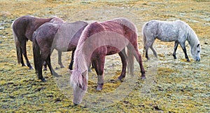 Relaxed animals standing outside together eating on a lush green landscape on an early spring morning. Horses grazing on