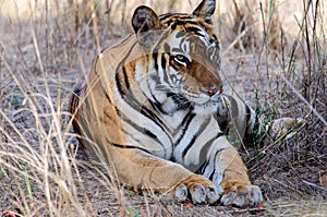 A relaxed and beguiling Tiger